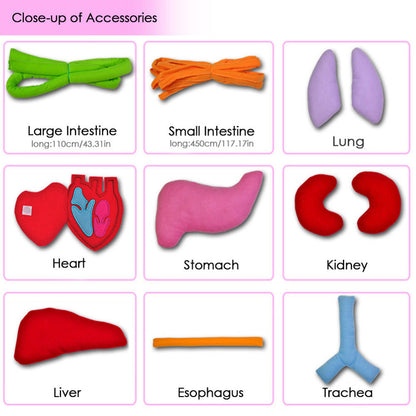 Fun Body Anatomy Learning Game